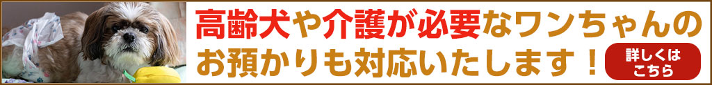 高齢犬 介護必要犬 お預かり可