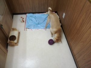 IMG_20170805_130352