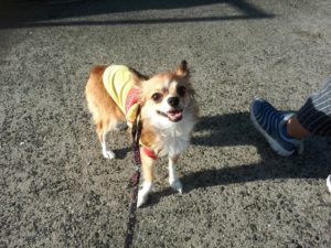 IMG_20170902_071241