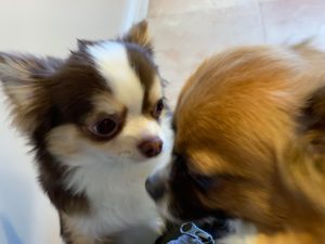 IMG_3856