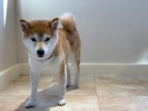 IMG_3820
