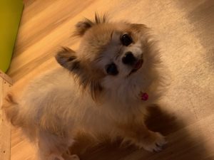 IMG_1514
