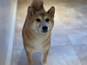 IMG_0375